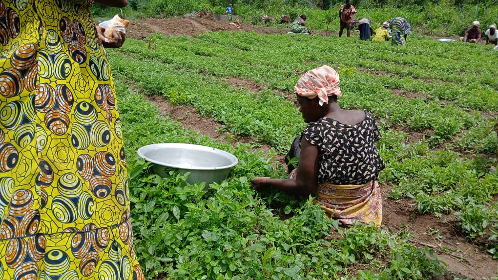 Parcelle pilote agriculture bio